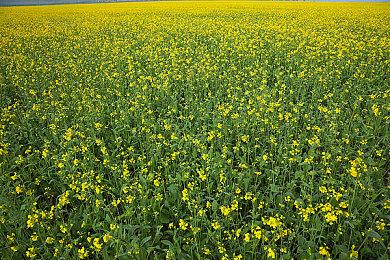 《马里奥赛车：世界》首发三日实体版销量已突破78万套