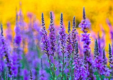 前《黑道圣徒》开发者的新工作室已加盟蒸汽朋克RPG《发条革命》的开发