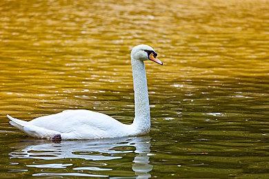 互动影游《神都不良探》限量邀请测试 点击报名